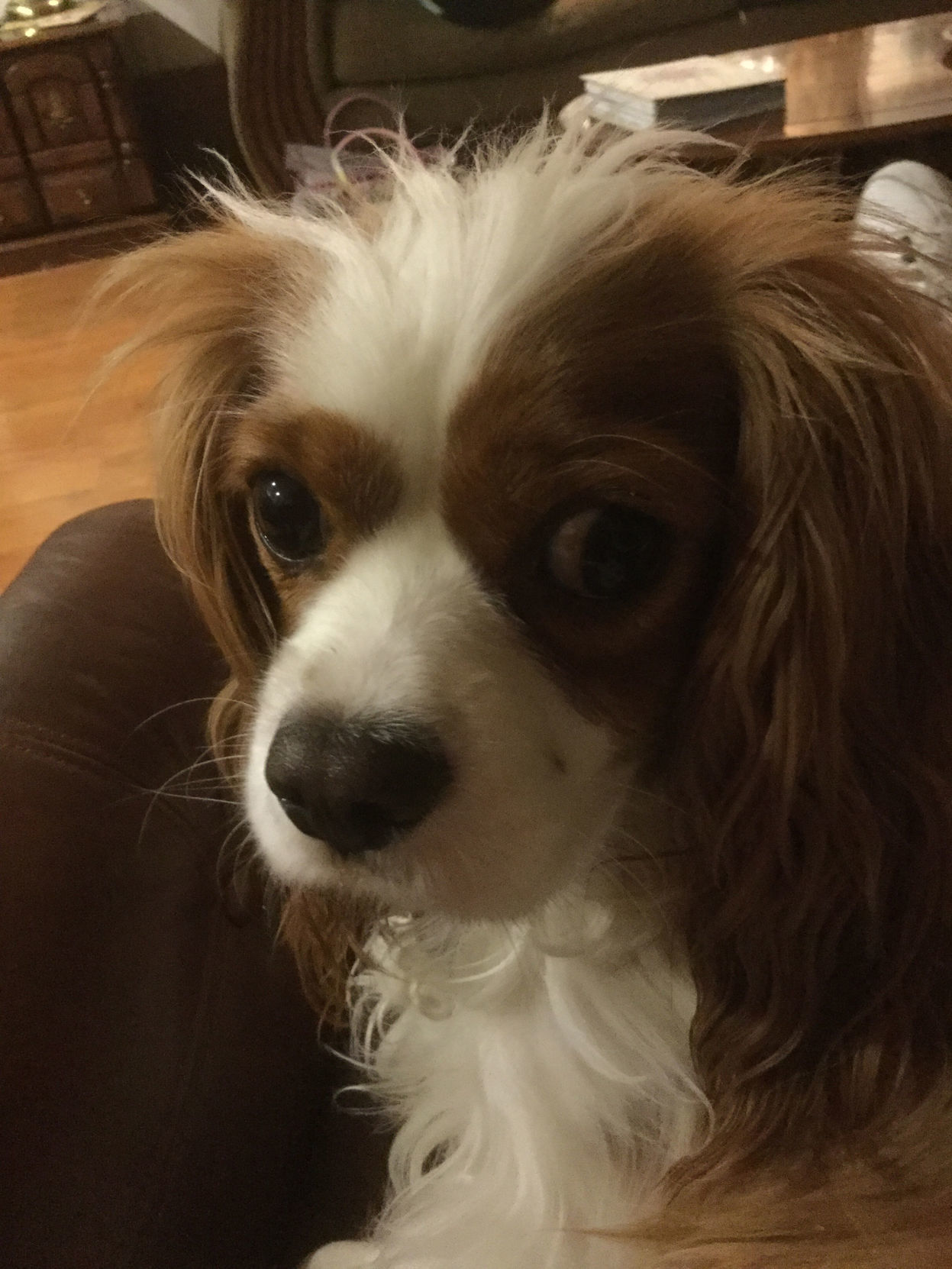 Pic of the Litter: AnnaBella